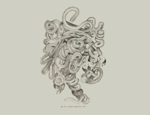 victorian drawing illustration weird odd bizarre mycst